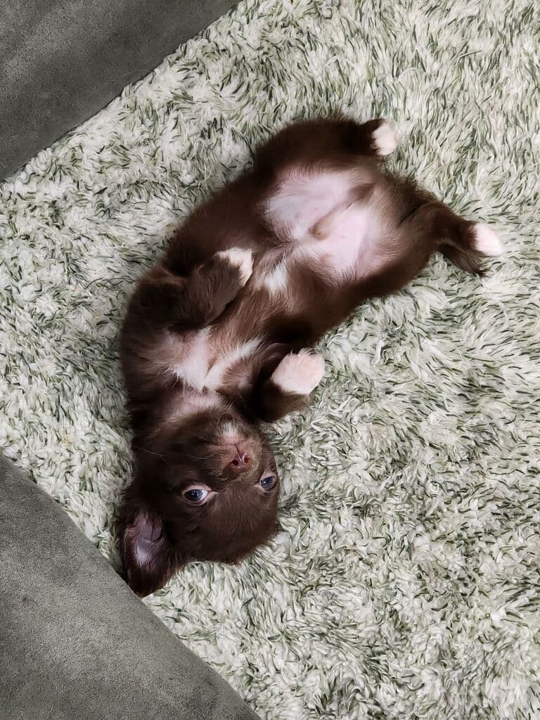 Chihuahua Puppies breeder image 6