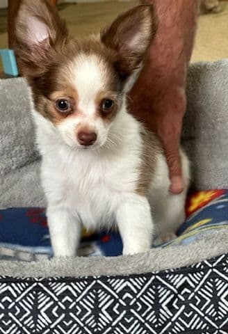 Chihuahua Puppies breeder image 12