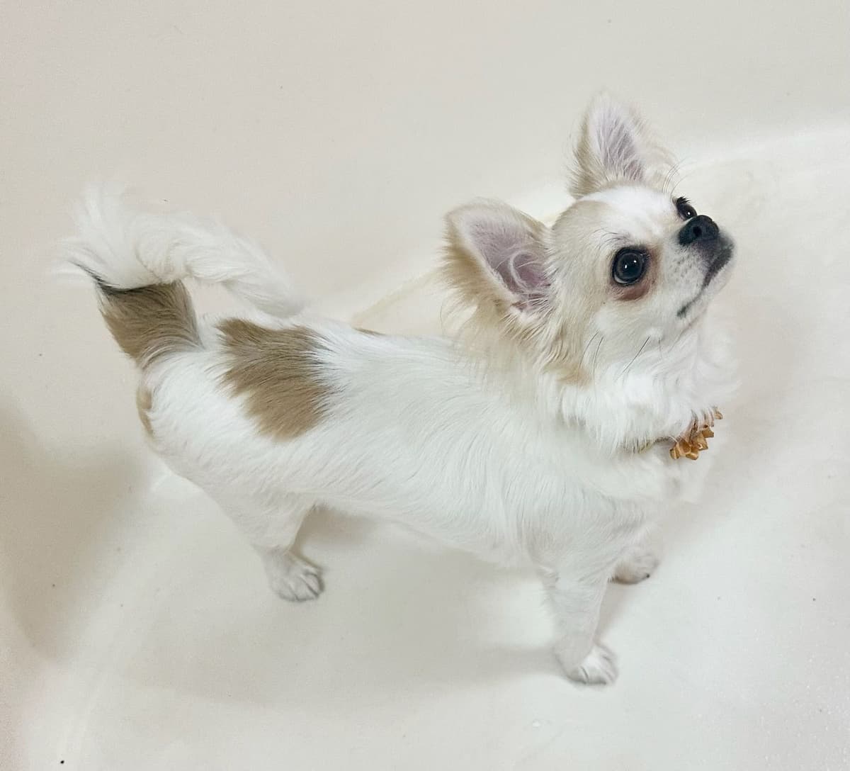 Chihuahua Puppies breeder image 17