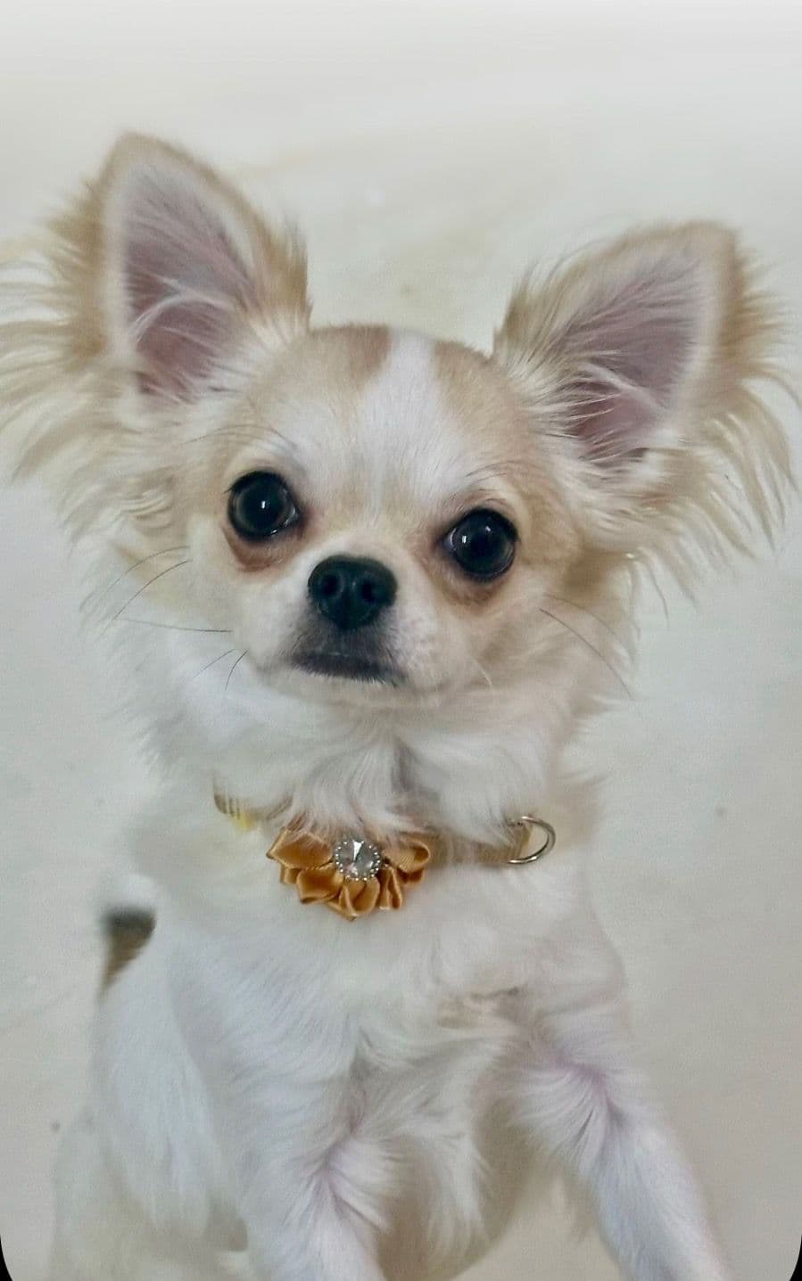 Chihuahua Puppies breeder image 16