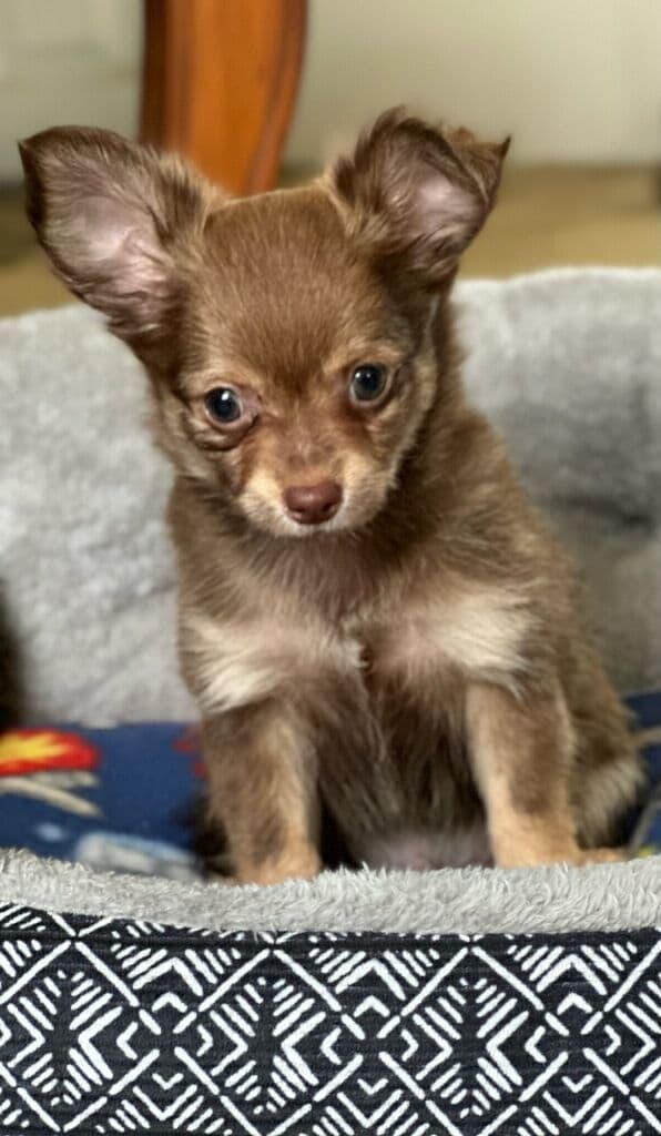 Chihuahua Puppies breeder image 13