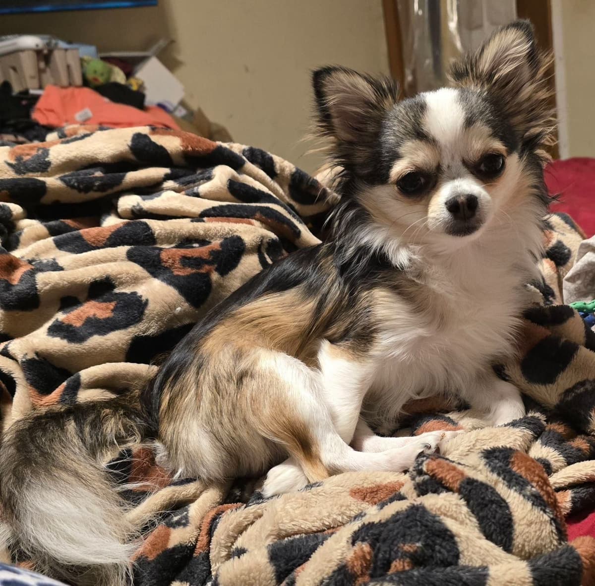 Chihuahua Puppies breeder image 18