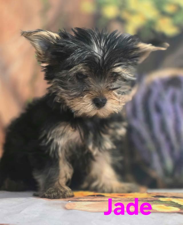 Yorkshire Terrier Puppies media 2