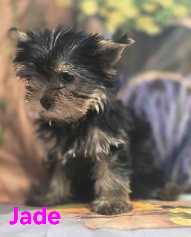 Yorkshire Terrier Puppies media 3