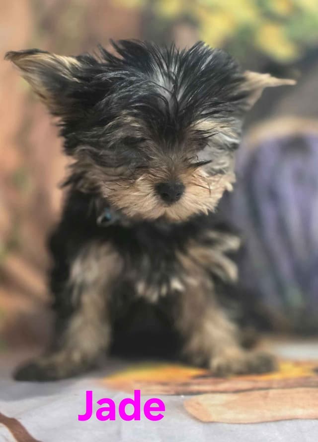 Yorkshire Terrier Puppies media 4