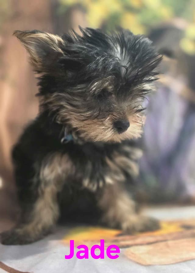 Yorkshire Terrier Puppies media 5