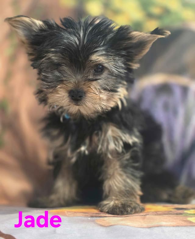Yorkshire Terrier Puppies media 6