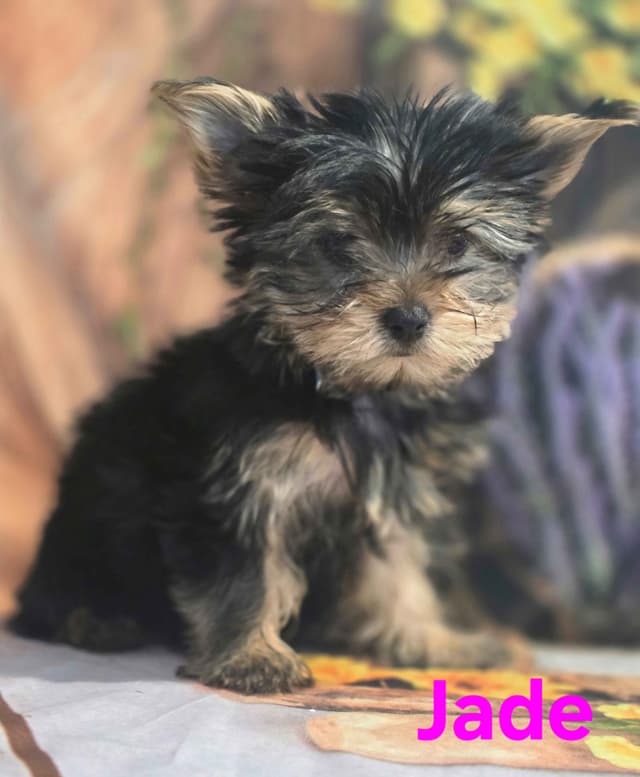 Yorkshire Terrier Puppies media 7