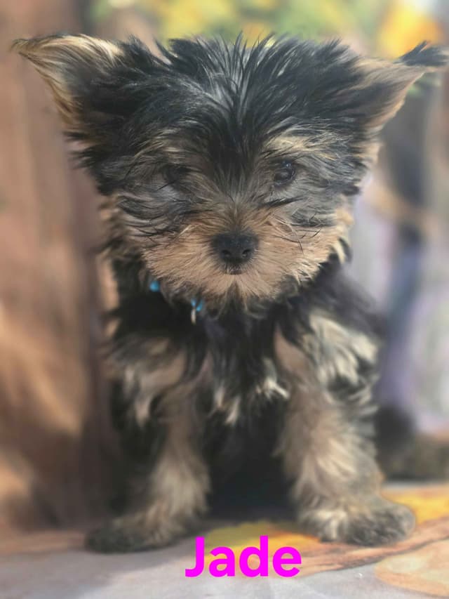 Yorkshire Terrier Puppies media 8