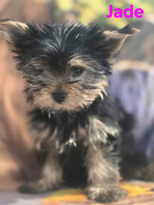 Yorkshire Terrier Puppies media 9