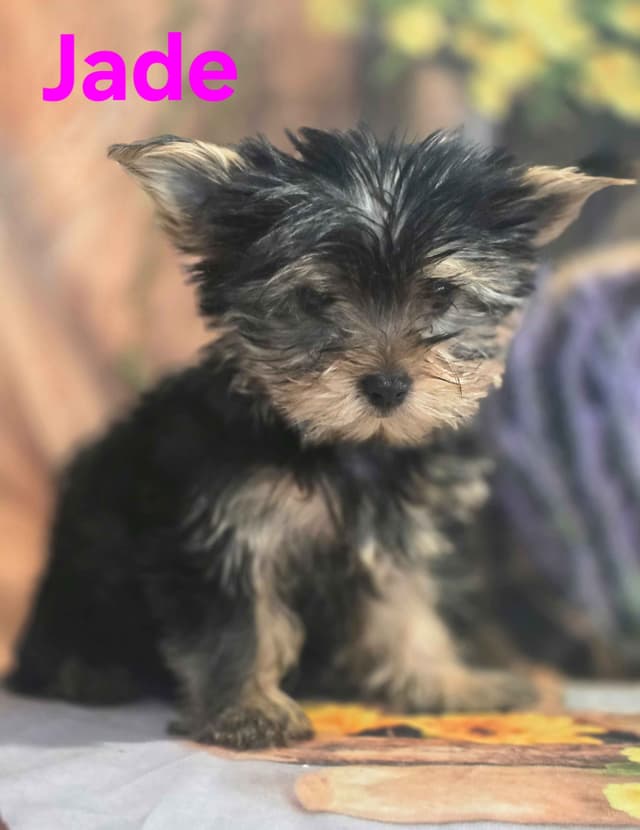 Yorkshire Terrier Puppies media 10