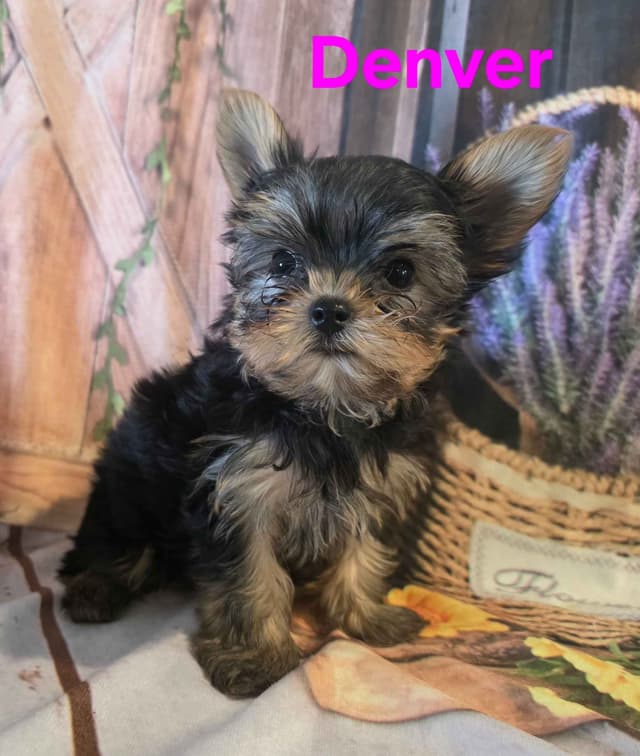 Yorkshire Terrier Puppies media 11