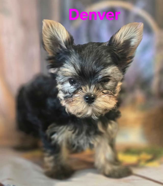 Yorkshire Terrier Puppies media 12