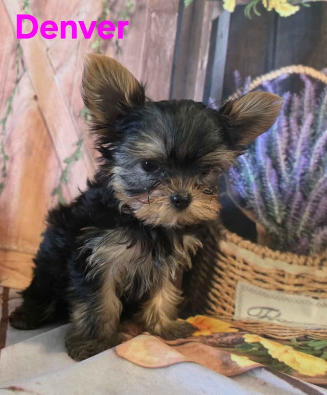 Yorkshire Terrier Puppies media 13