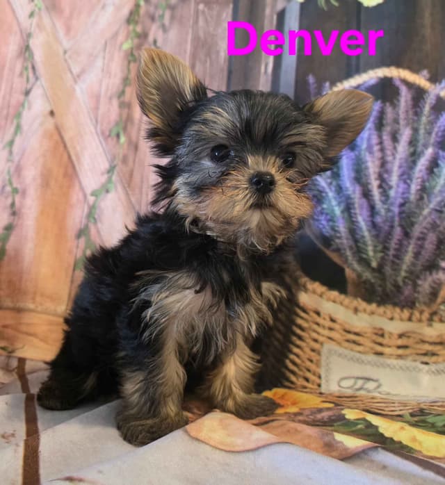 Yorkshire Terrier Puppies media 14