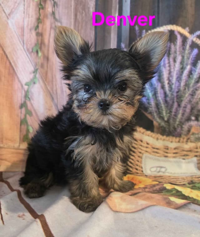 Yorkshire Terrier Puppies media 15
