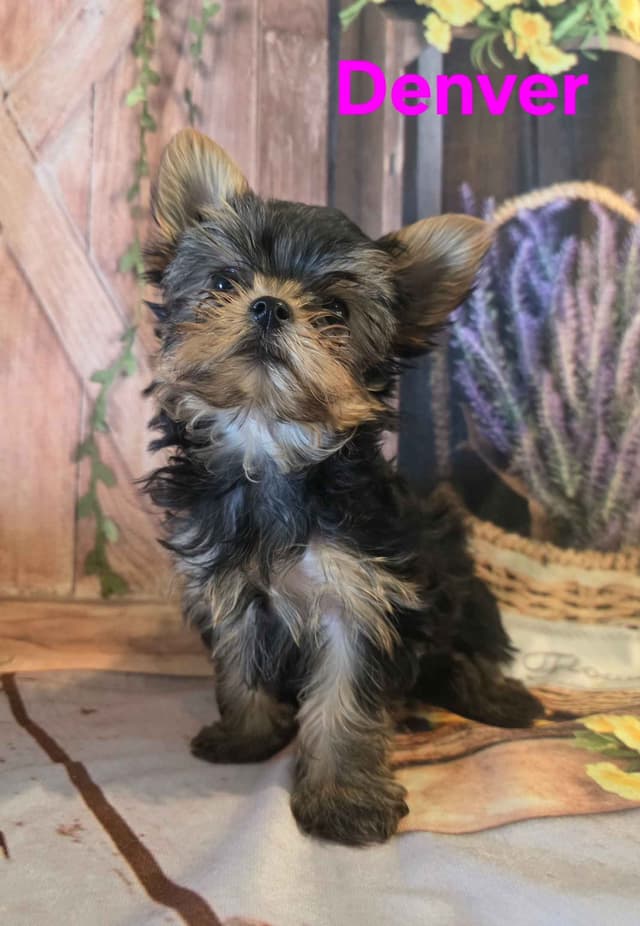 Yorkshire Terrier Puppies media 16