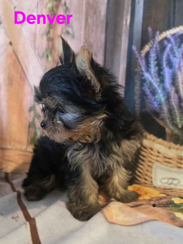 Yorkshire Terrier Puppies media 17