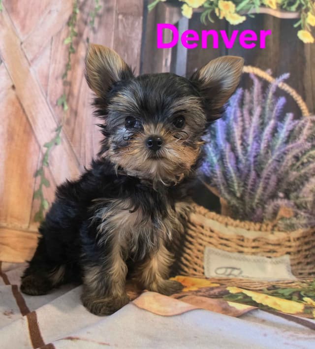Yorkshire Terrier Puppies media 18