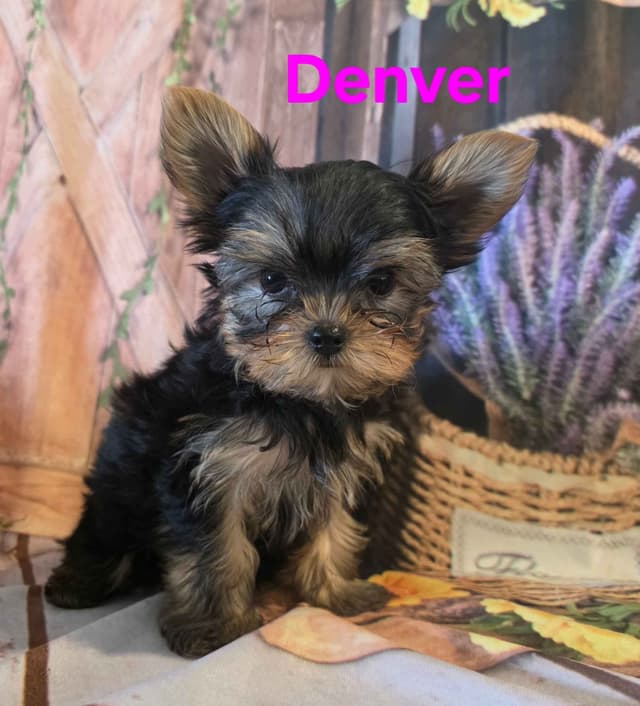 Yorkshire Terrier Puppies media 19