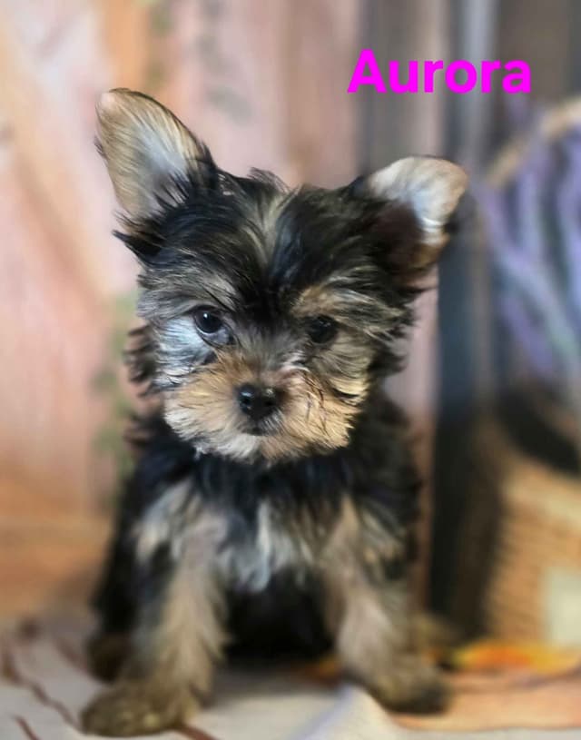 Yorkshire Terrier Puppies media 21