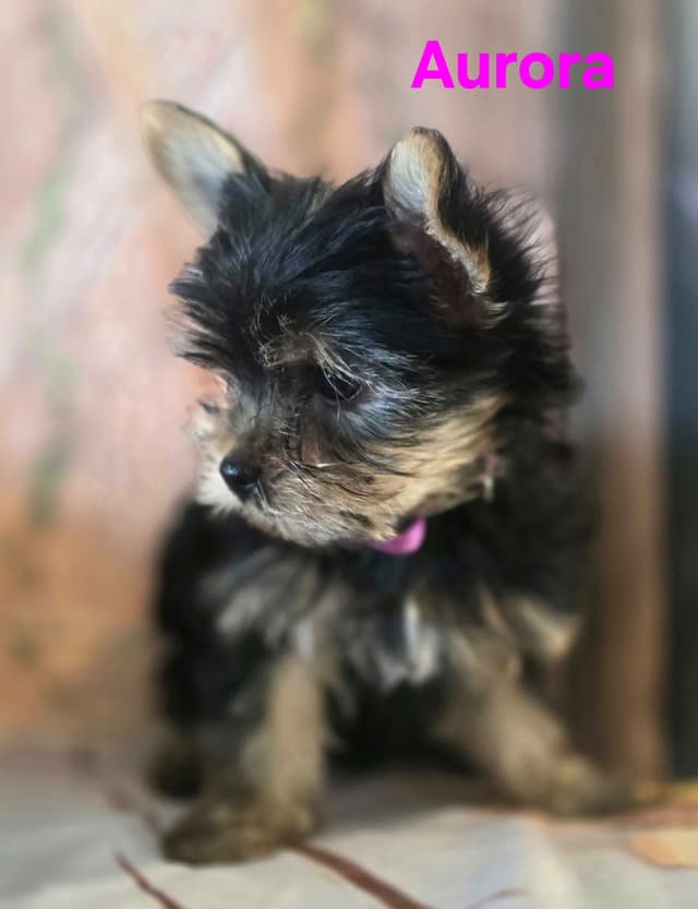 Yorkshire Terrier Puppies media 22