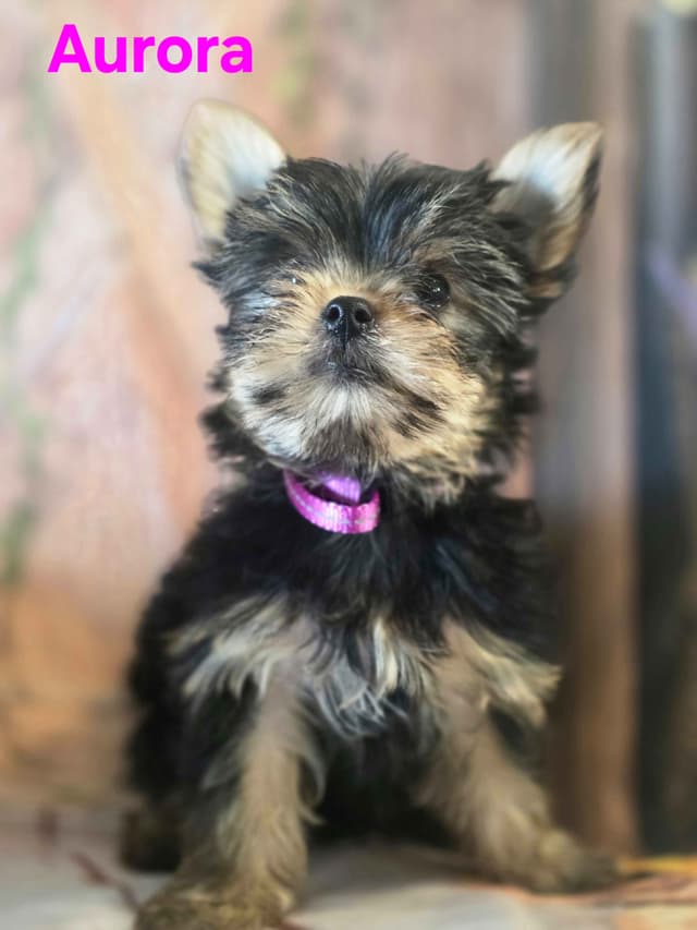 Yorkshire Terrier Puppies media 23