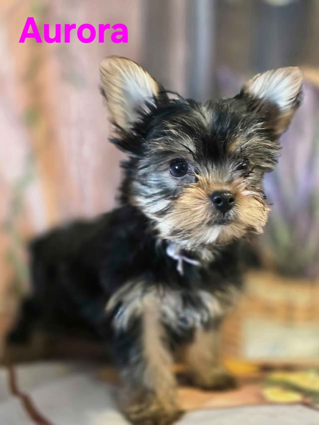 Yorkshire Terrier Puppies media 24