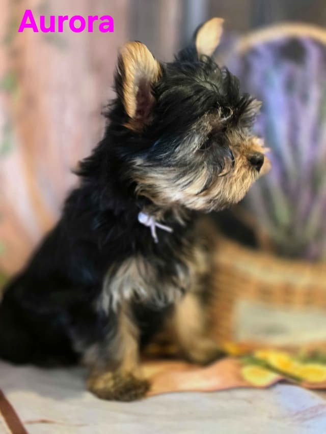 Yorkshire Terrier Puppies media 25