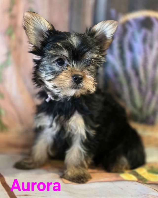 Yorkshire Terrier Puppies media 26