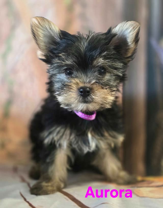 Yorkshire Terrier Puppies media 27