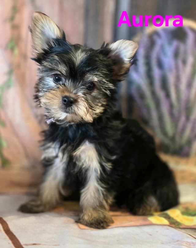 Yorkshire Terrier Puppies media 28