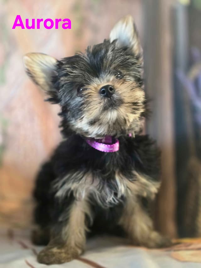 Yorkshire Terrier Puppies media 29
