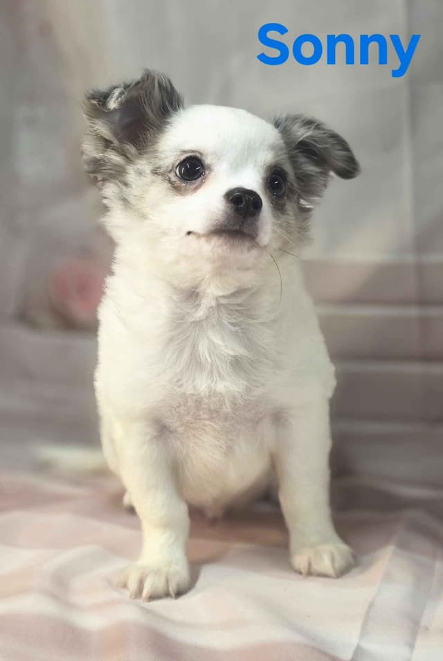 Chihuahua Puppies media 2