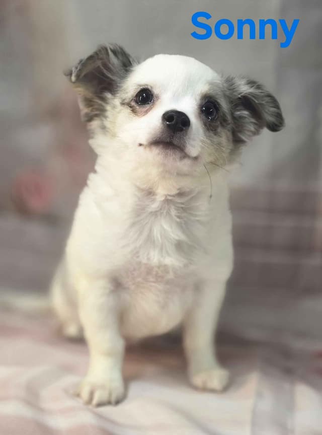 Chihuahua Puppies media 4
