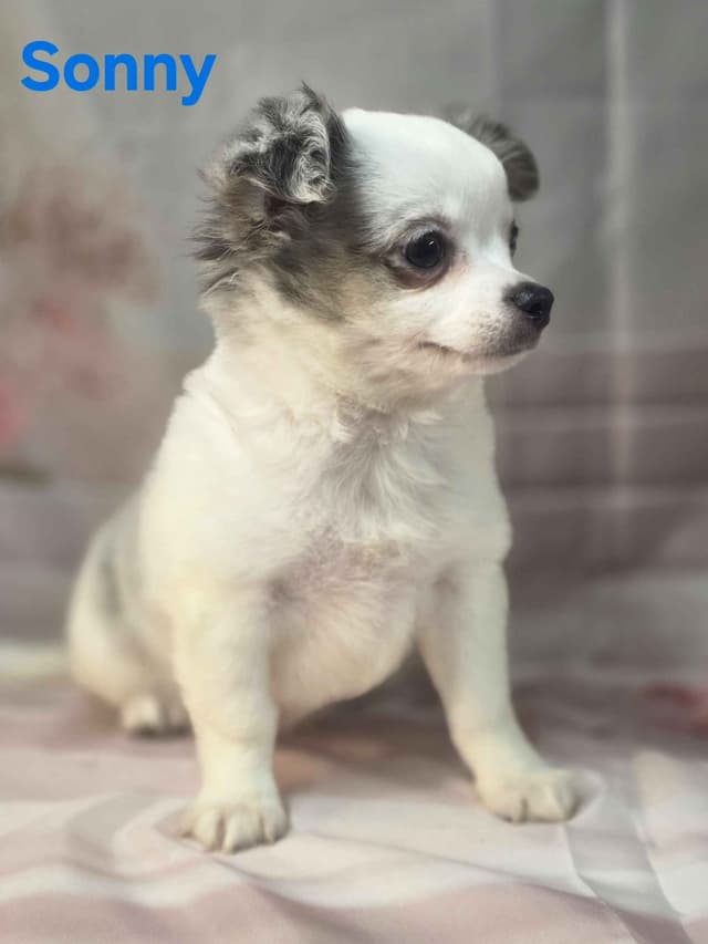 Chihuahua Puppies media 5