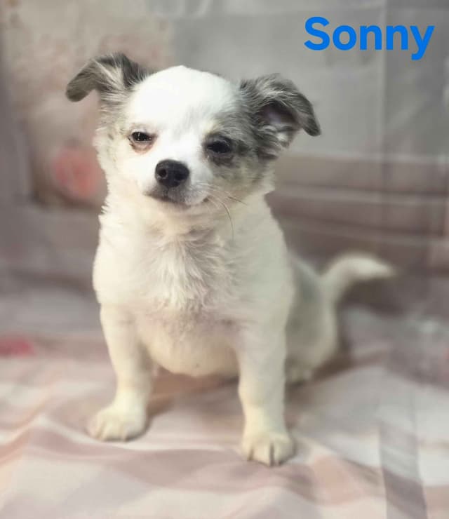 Chihuahua Puppies media 6