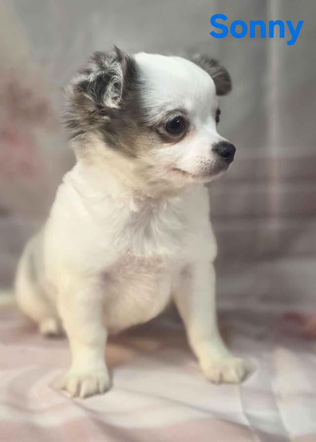 Chihuahua Puppies media 8