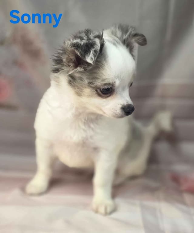 Chihuahua Puppies media 9