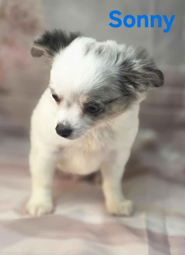 Chihuahua Puppies media 10