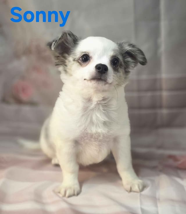 Chihuahua Puppies media 13