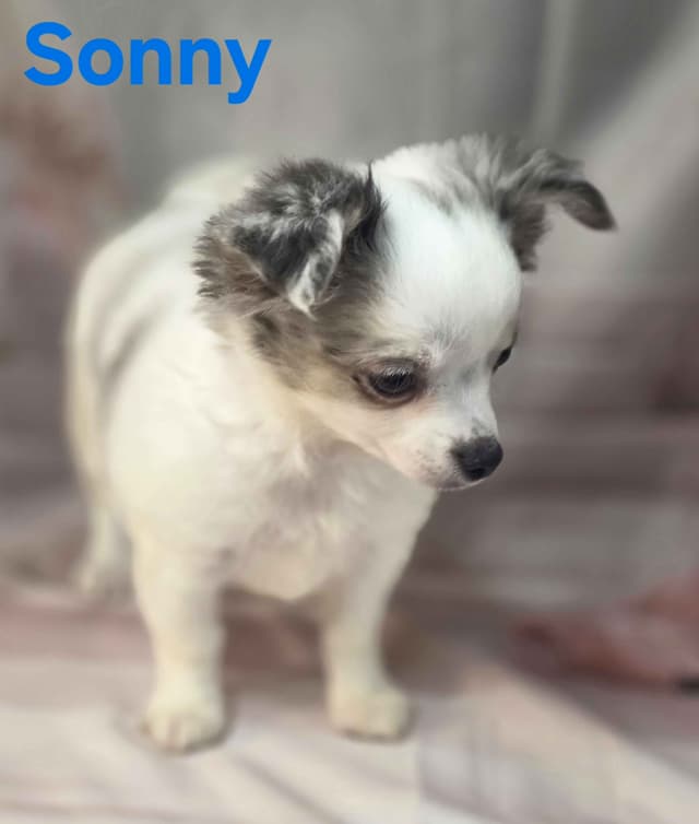 Chihuahua Puppies media 15