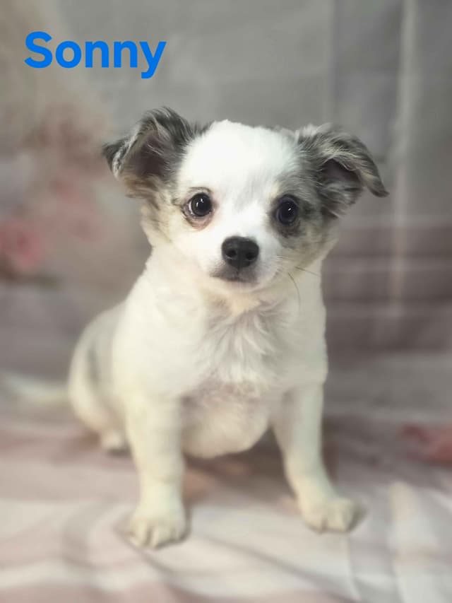 Chihuahua Puppies media 16