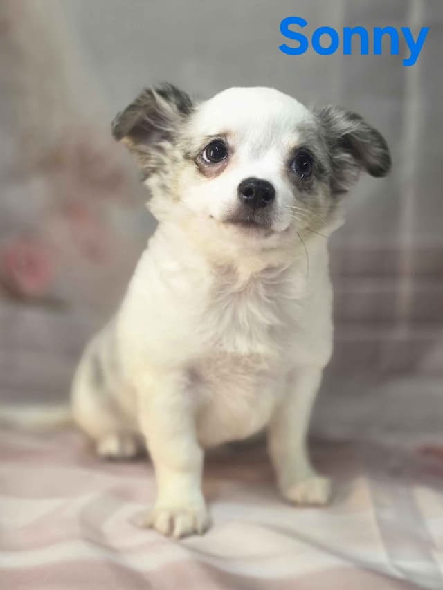 Chihuahua Puppies media 17