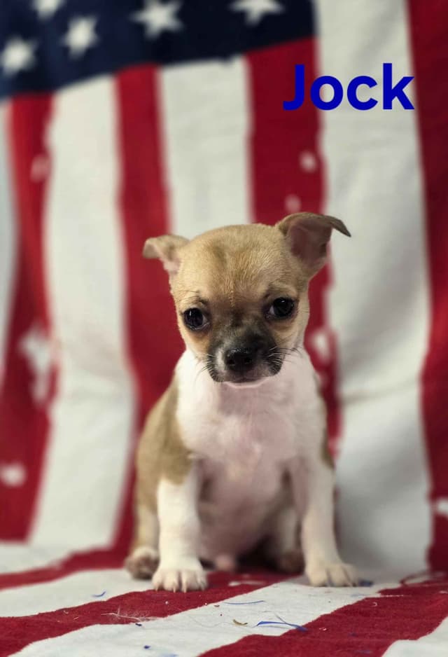 Chihuahua Puppies media 4