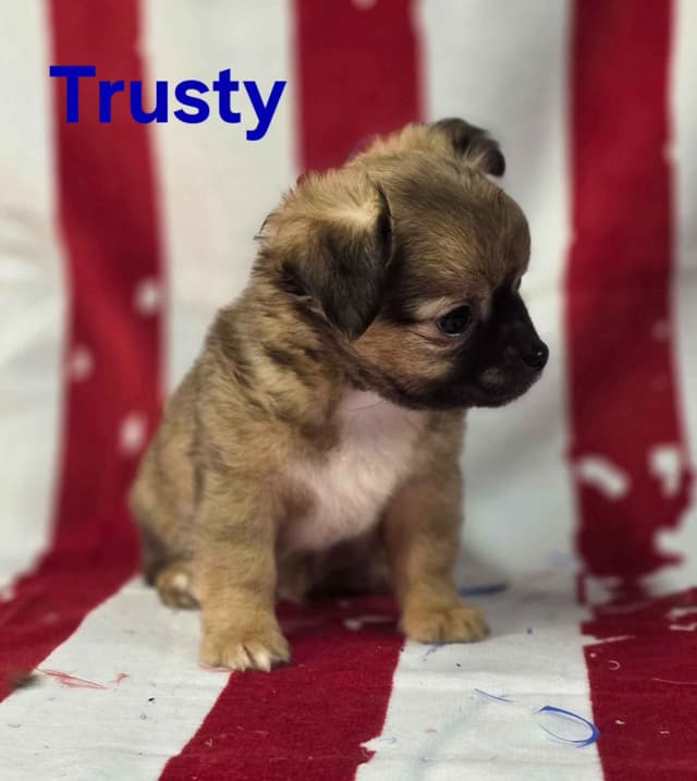Chihuahua Puppies media 2