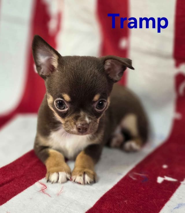 Chihuahua Puppies media 3