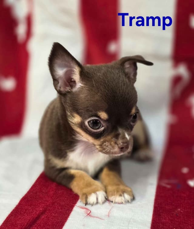 Chihuahua Puppies media 6