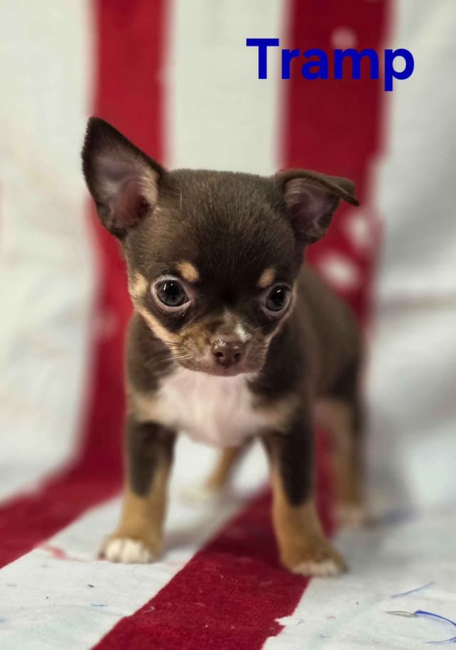 Chihuahua Puppies media 7