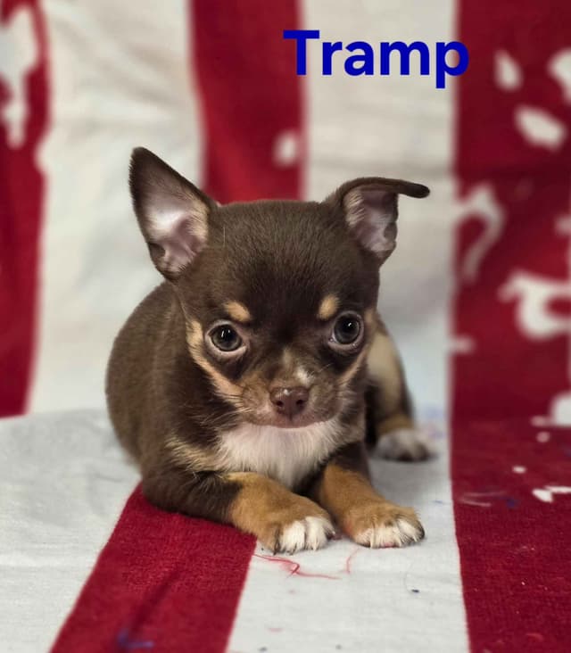 Chihuahua Puppies media 11